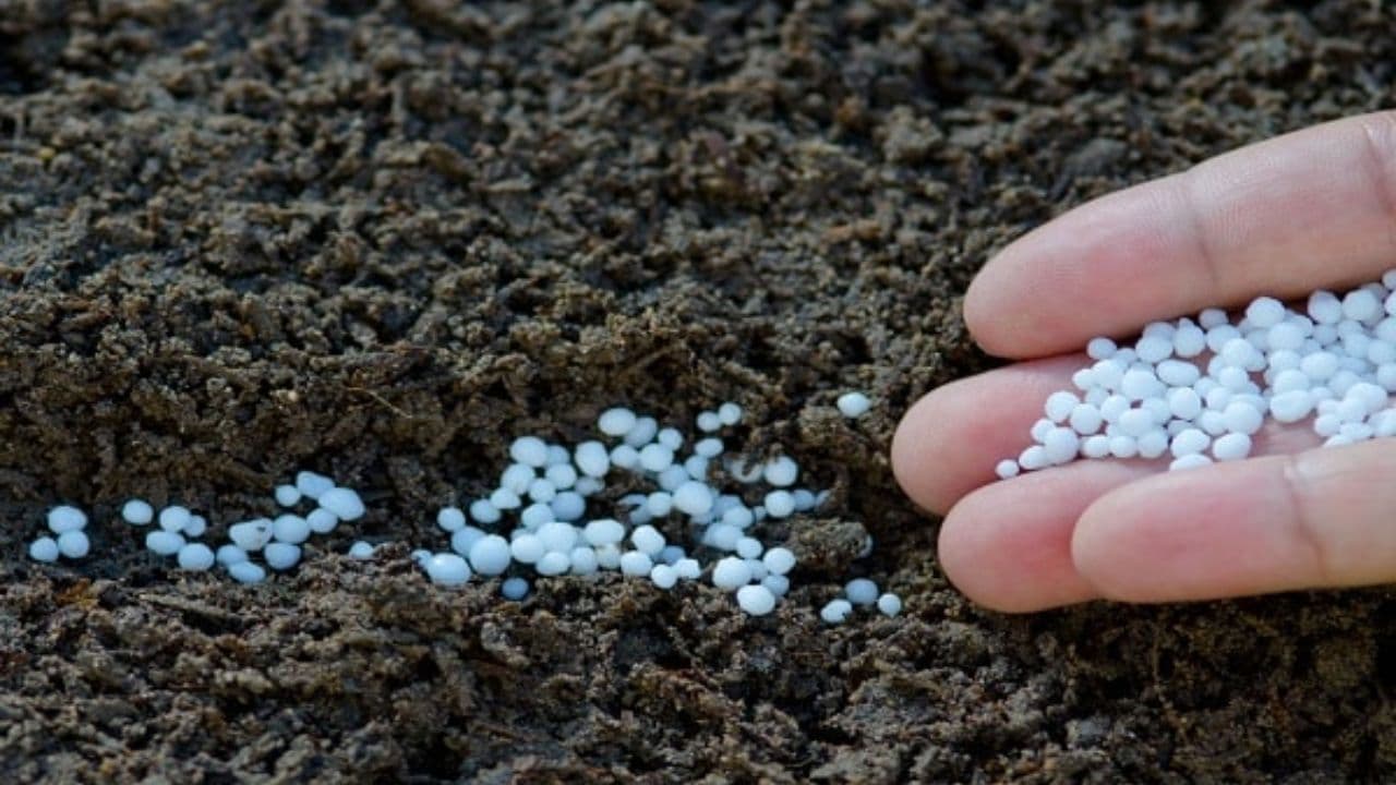 Prețuri mai mici la îngrășăminte, dar fermierii ezită din cauza cerealelor ieftine