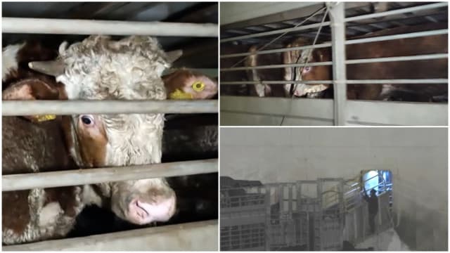 Vapor cu viței blocat pe mare: animale ajunse într-o stare deplorabilă