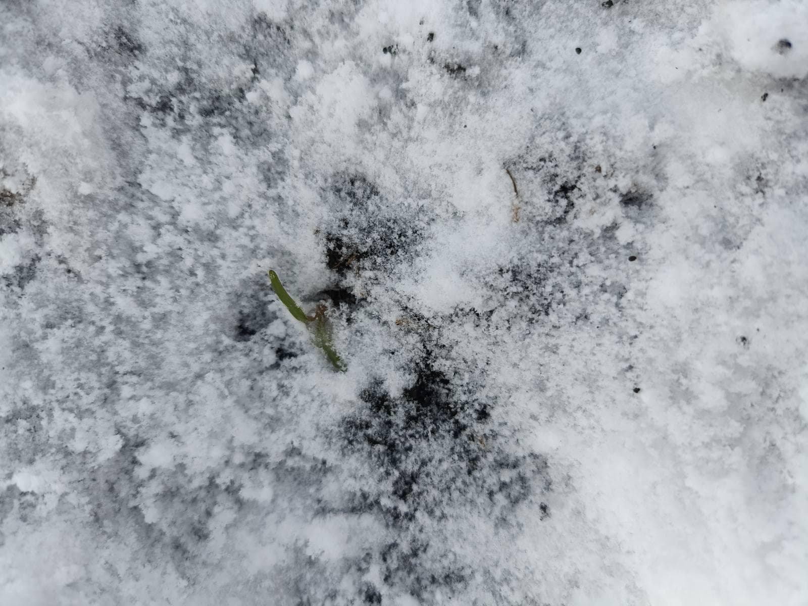 Catastrofă agricolă: Peste 50 la sută din recolta de sfeclă, distrusă de îngheț