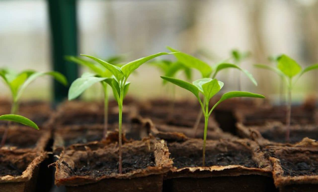 Răsadurile de legume au apărut în piețe. Fermierii așteaptă vremea bună pentru plantare