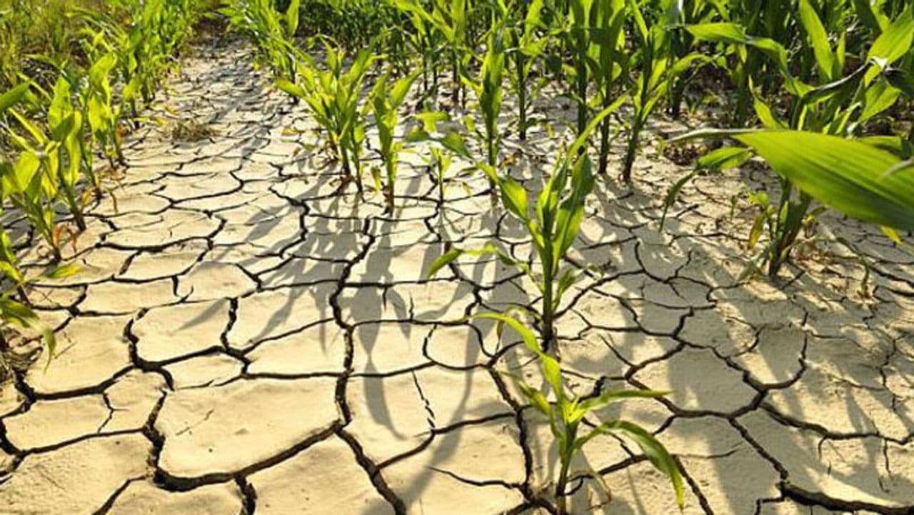 Pericol pentru agricultură: Solurile din Moldova, tot mai uscate. Experții avertizează asupra secetei din 2025
