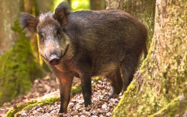 Focar de Pestă Porcină Africană confirmat la un mistreț în zona Lipcani
