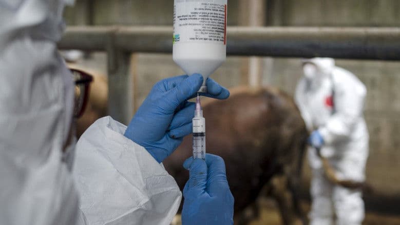 Moldova ia măsuri împotriva febrei aftoase. ANSA restricționează importurile și instruiește fermierii