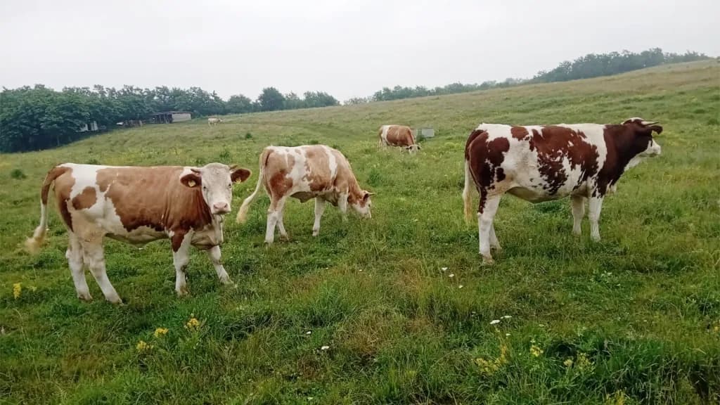 Reguli mai stricte pentru fermele mici și animalele neidentificate