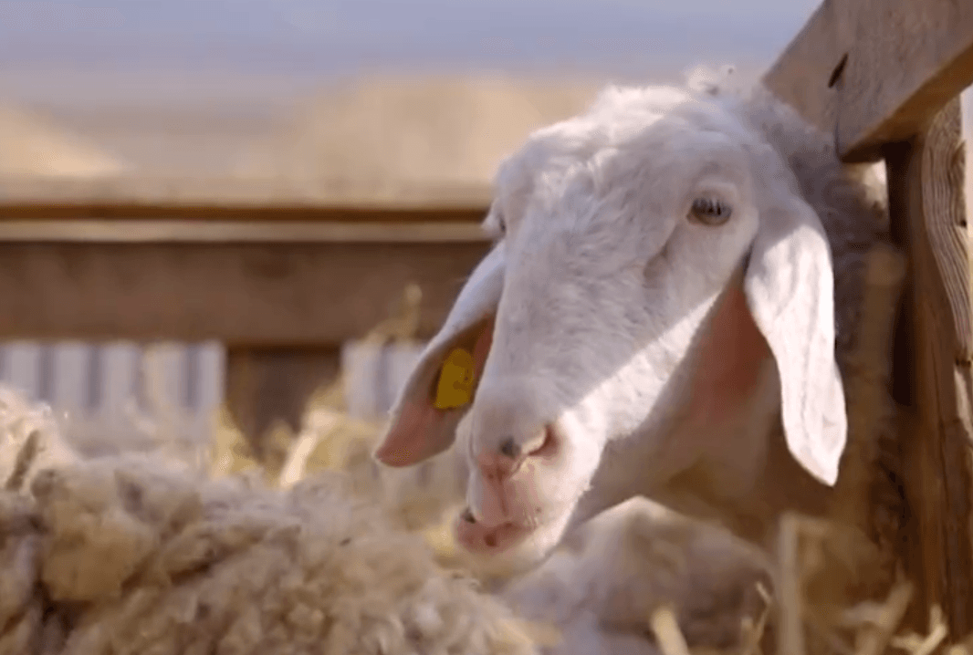 Ovine monitorizate digital: Doi fermieri din Moldova, primii care au implementat sistemul digital de gestionare a fermei de ovine