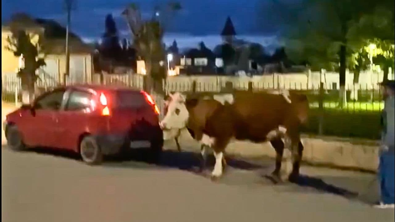 Cruzime revoltătoare în România: Două vaci legate de o mașină și târâte pe asfalt