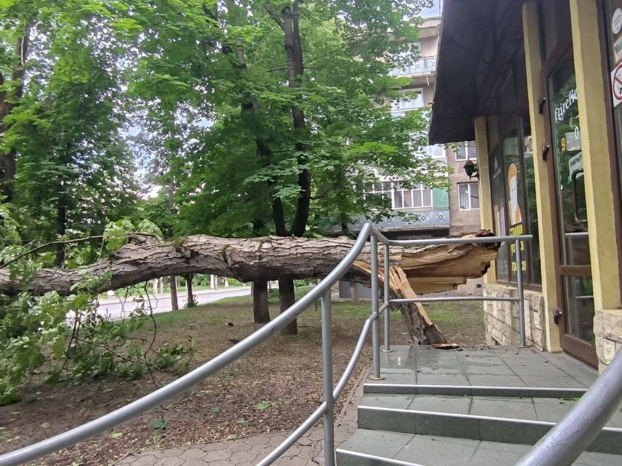 Ramuri rupte și arbori doborâți de vânt: intervenții în Capitală