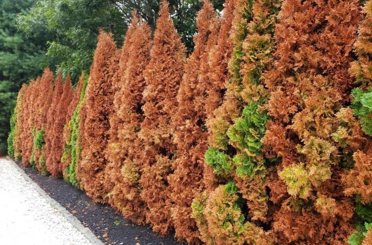 Arborii de tuia de pe o stradă din Chișinău s-au uscat din cauza poluării cu gaze toxice