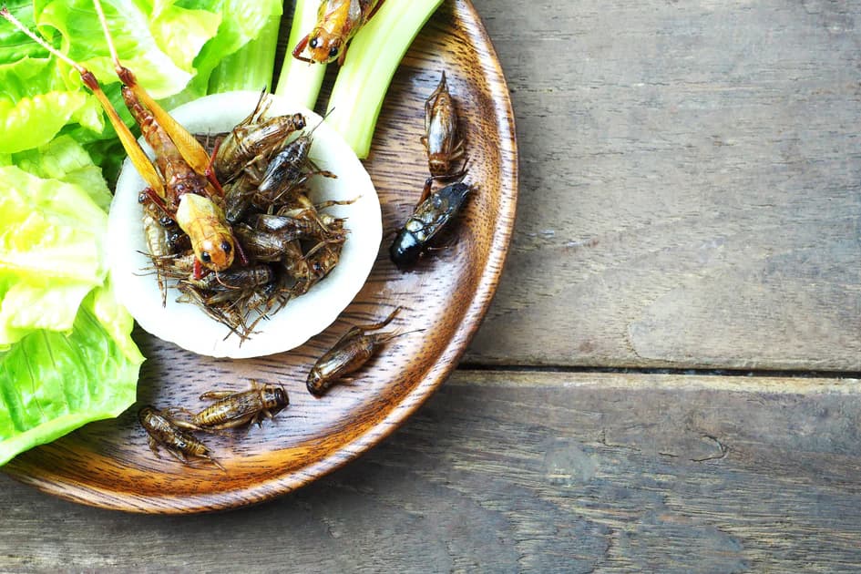 Europa și SUA promovează hrana pe bază de insecte – între trend alimentar și strategie de supraviețuire