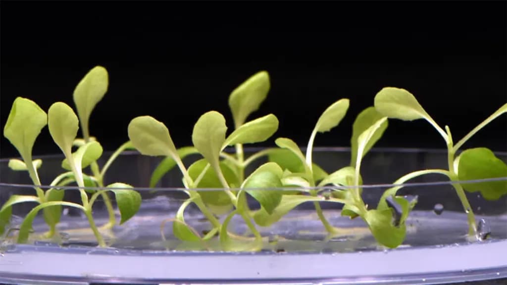 Revoluția din întuneric: Plante care cresc fără lumină, soluția viitorului pentru foametea globală