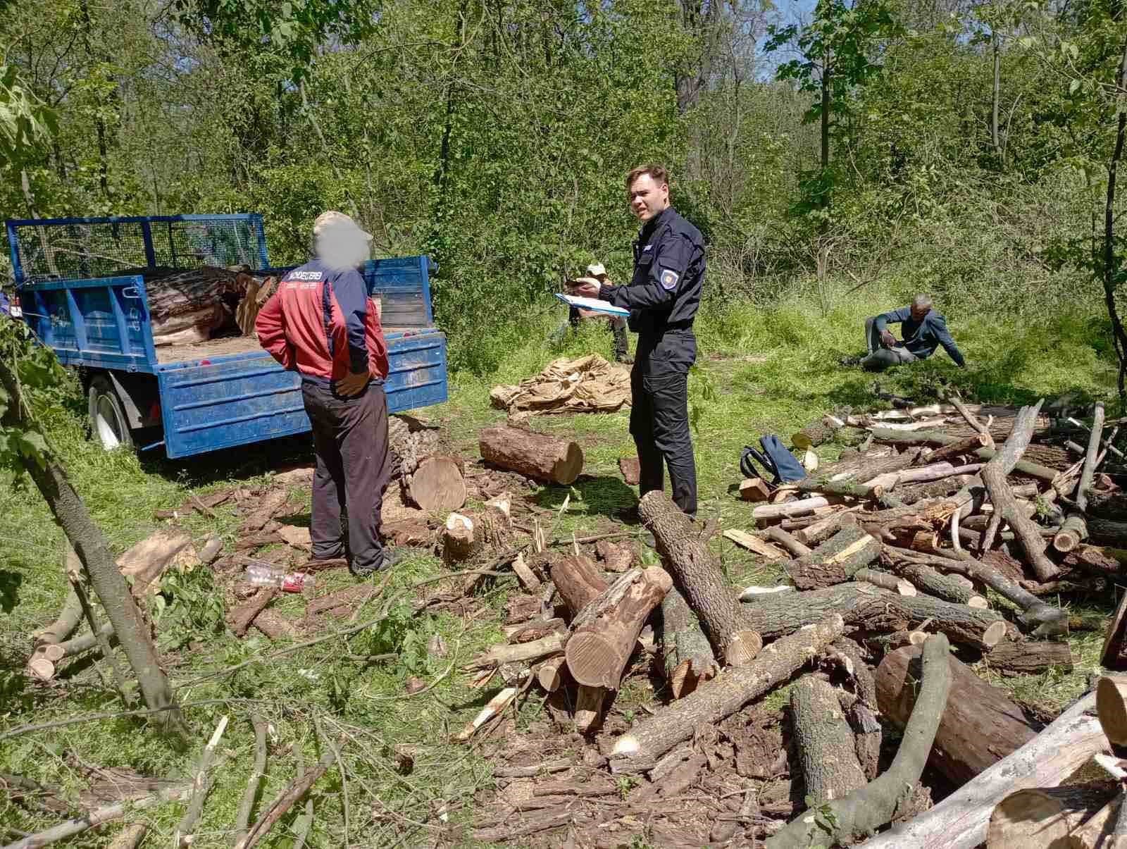 Tăieri ilegale de arbori la Răuțel: doi făptași amendați