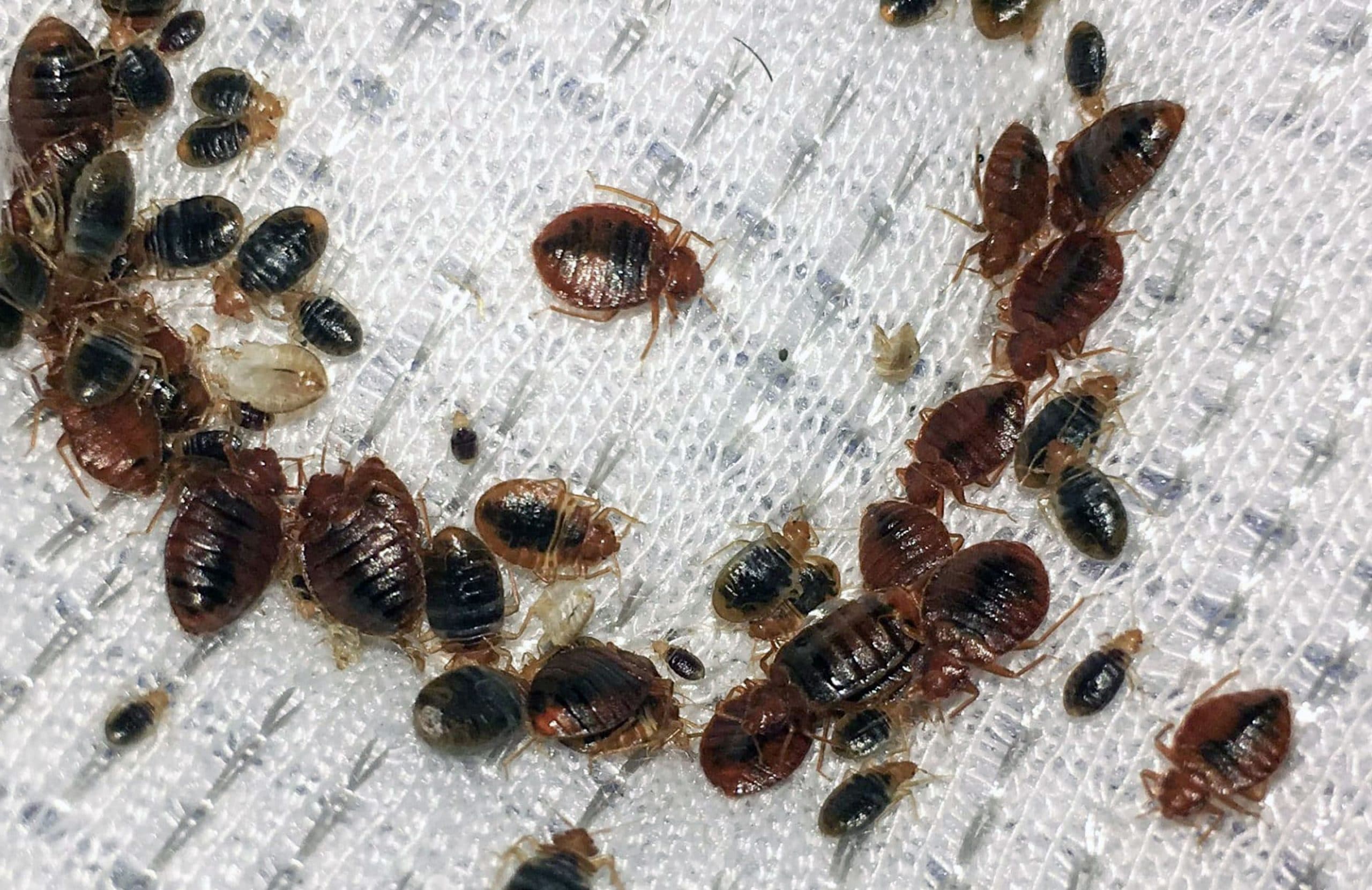 Invazie de ploșnițe în casele din Moldova: Metode naturale pentru a le ține la distanță