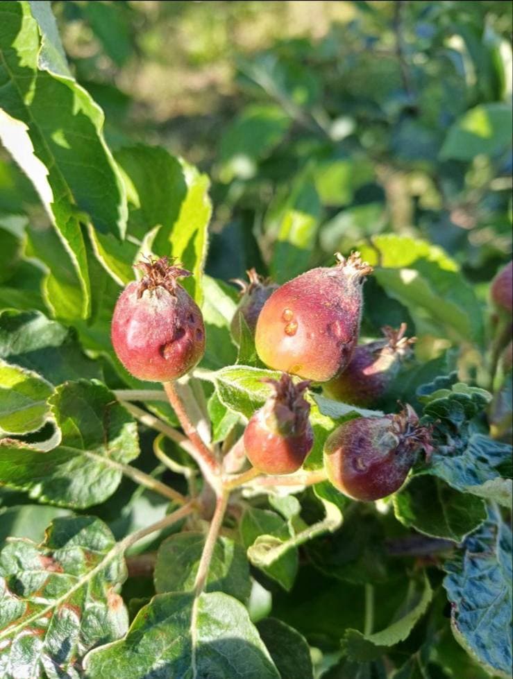 Sectorul pomicol din Moldova, grav afectat de calamități naturale – Asociația Moldova Fruct cere intervenția urgentă a statului