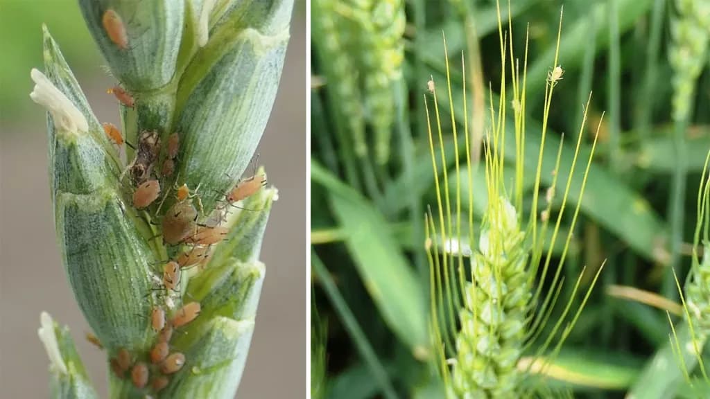 Avertisment din România: Afidele scapă de sub control, culturile agricole în pericol!
