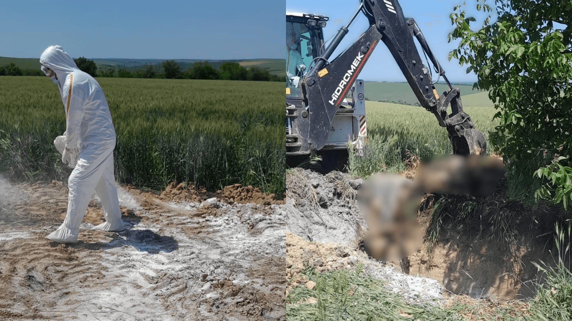 Focar de pestă porcină în Drochia. Zeci de porci domestici găsiți morți într-un lan de grâu