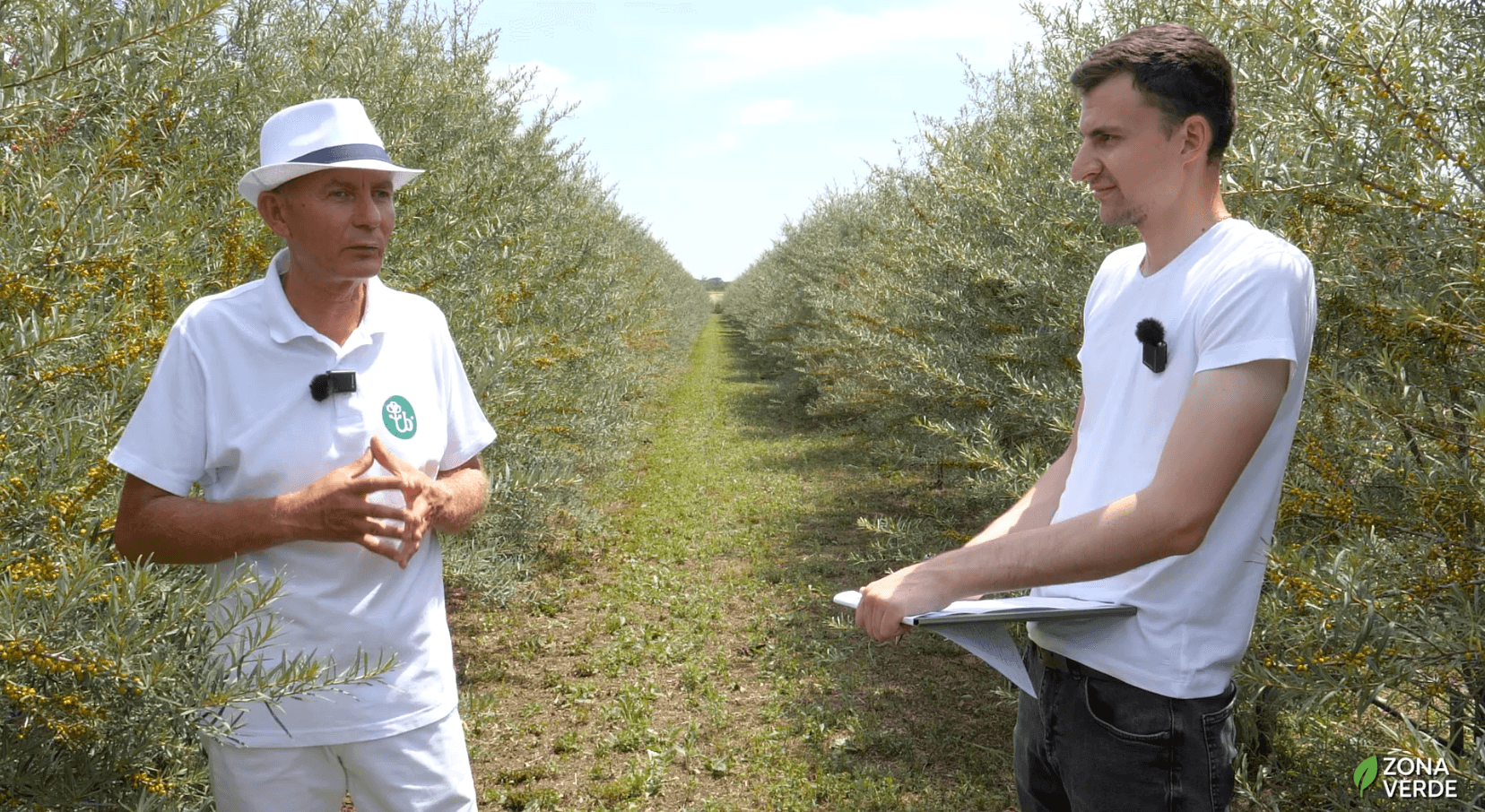 Cătina, aronia și afinele luptă cu cancerul și stimulează sănătatea inimii
