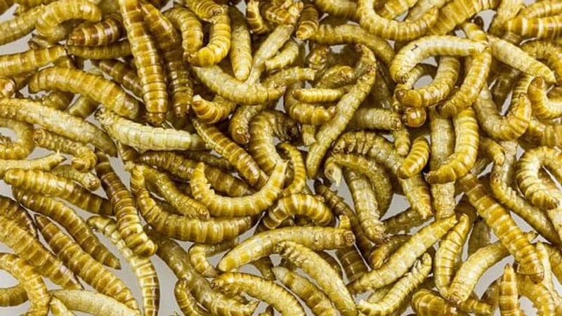 Ministerul Agriculturii ar putea renunța la viermele gaben de făină și alte insecte care se consumă în UE