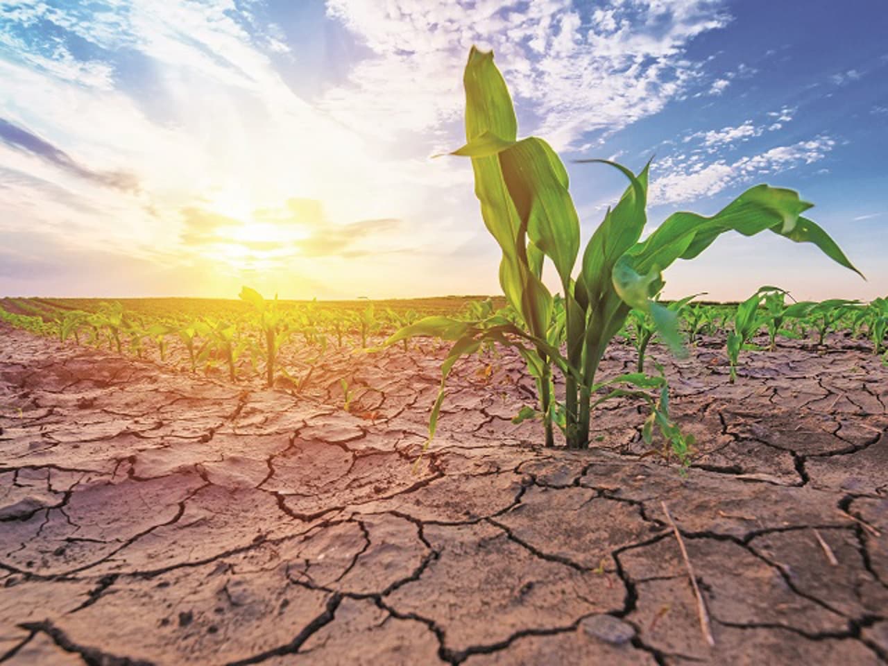 Agricultorii din Ștefan Vodă solicită Guvernului să declare stare excepțională