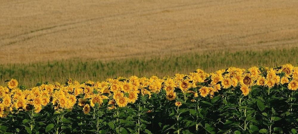 Grâul și floarea-soarelui din sudul țării, grav afectate. Guvernul analizează sprijin pentru fermieri