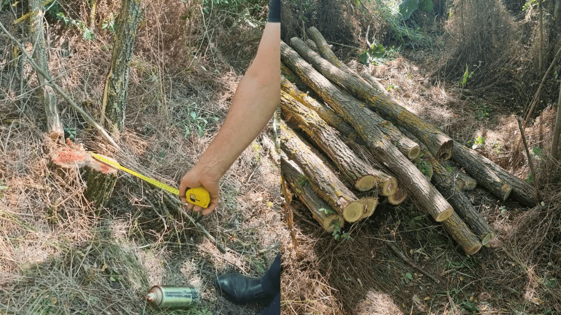 Tăieri ilegale de arbori și folosirea fără autorizație a unui lac, descoperite în urma controalelor de mediu din Dondușeni