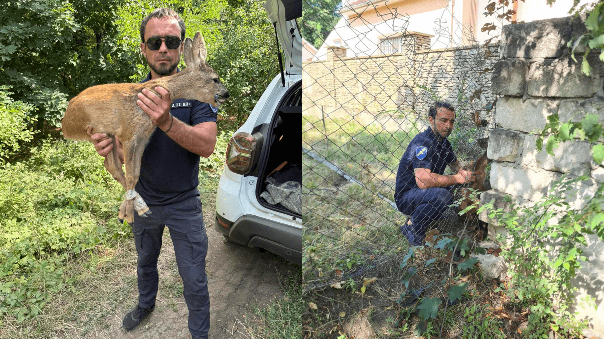 Căprioară salvată de localnici în Ialoveni