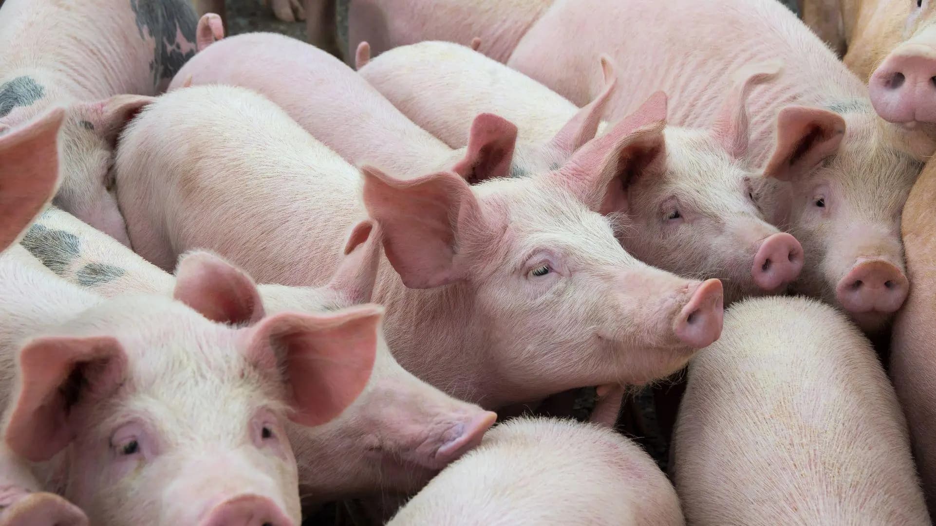 Fermele de porcine din Roșcani și Cimișeni și-au reluat activitatea după focarele de pestă porcină