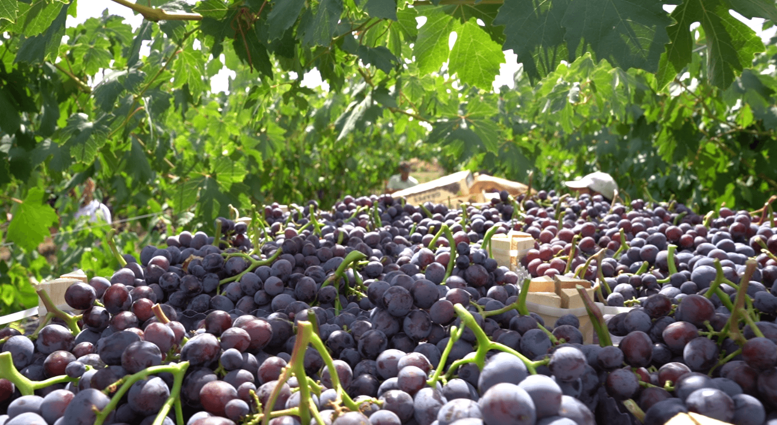 În luna august, au fost exportate 928 de tone de struguri de masă din roada curentă