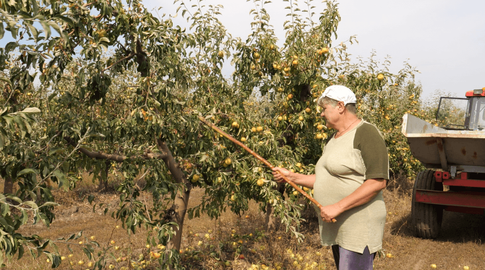 În plin sezon de recoltare, fermierii semnalează lipsa forței de muncă