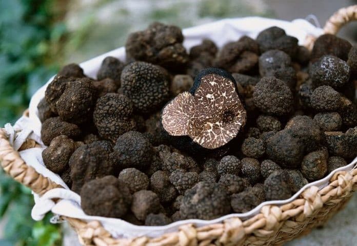 Trufele din Republica Moldova: ciuperci rare, puțin cunoscute și greu de valorificat