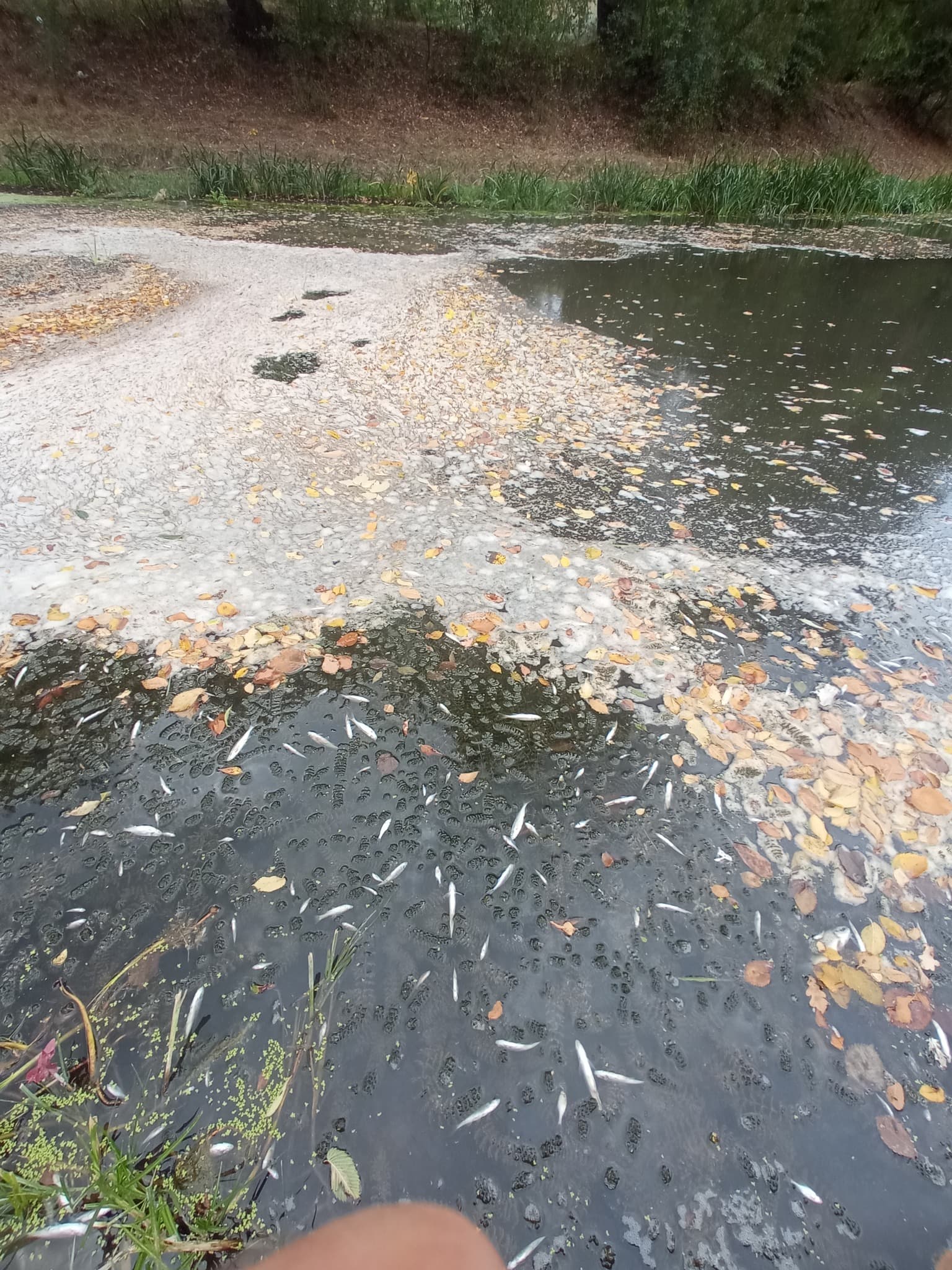 Râul Răut este poluat cu mase fecale, motorină și amoniac