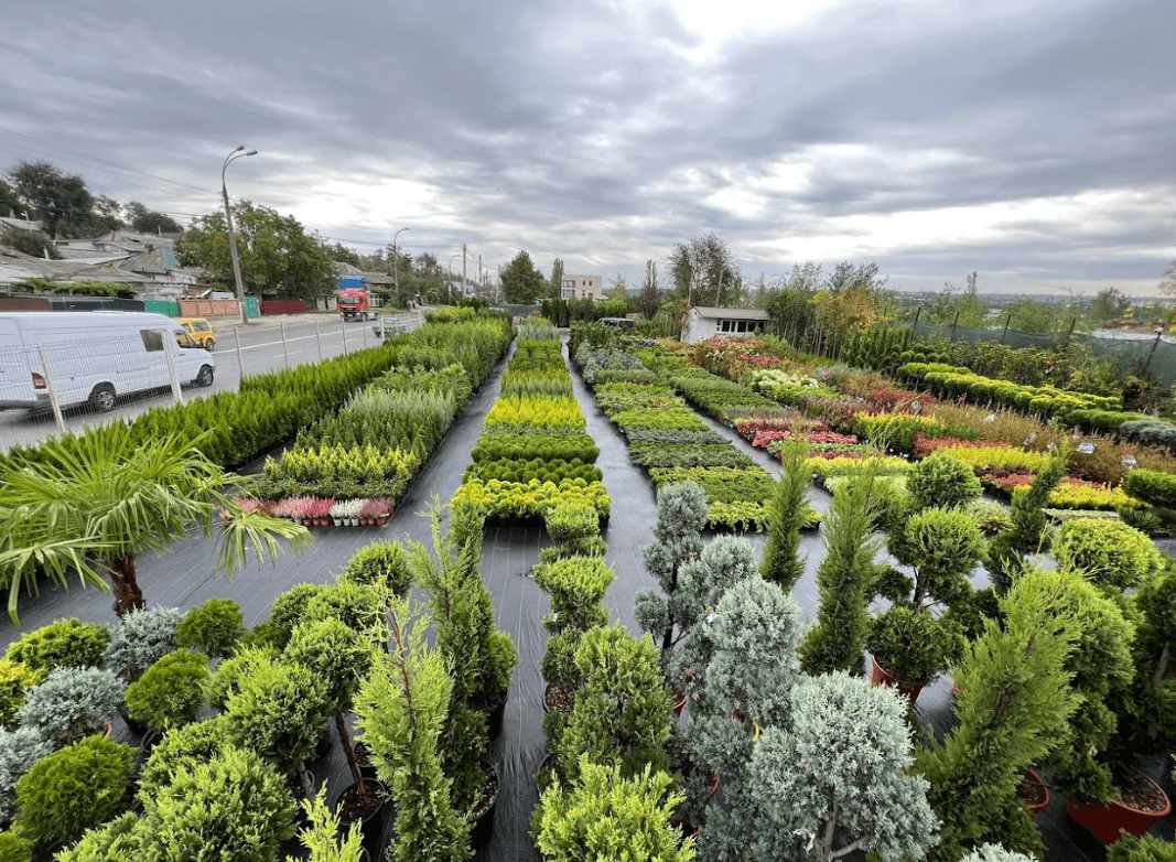 Lux Garden – compania care aduce natura mai aproape de oameni