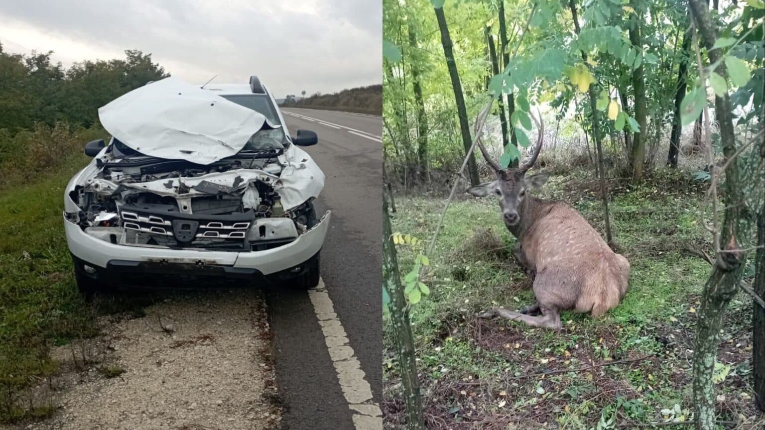 Cerb nobil lovit de mașină în apropiere de localitatea Bahmut