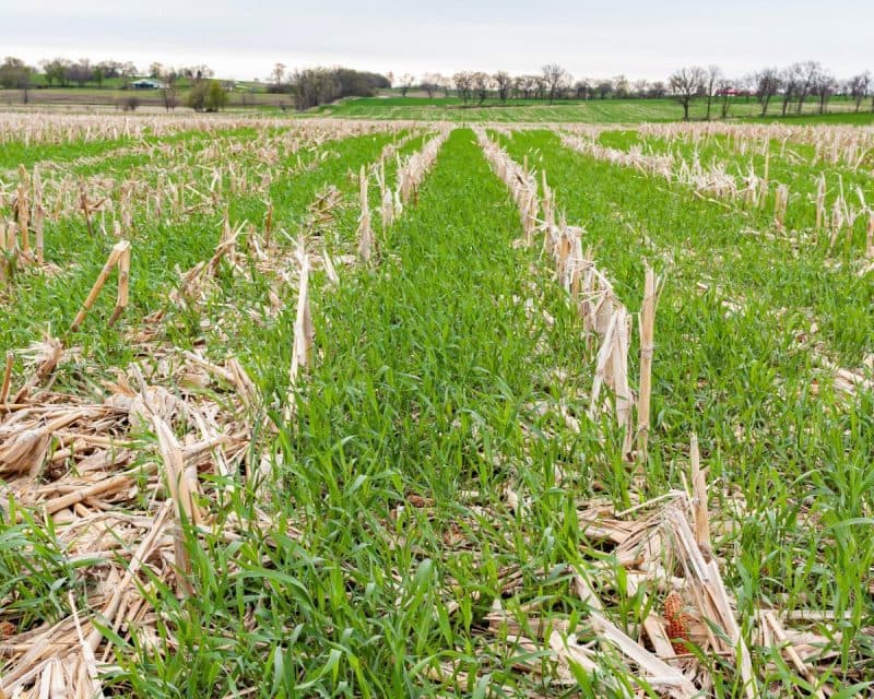 Culturile de acoperire, o strategie profitabilă și ecologică pentru fermieri