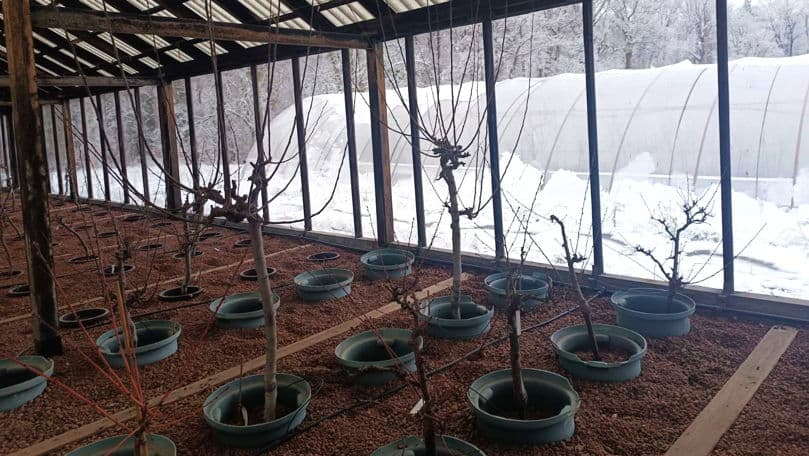 Experți moldoveni, în vizită de studiu la Praga pentru îmbunătățirea controlului fitosanitar