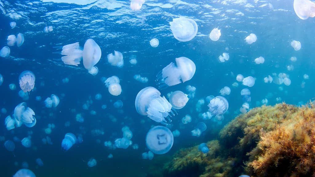 Meduze în Marea Neagră: Explicația fenomenului din luna decembrie