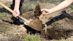 O nouă acțiune de împădurire la ocolul silvic Hârbovăț