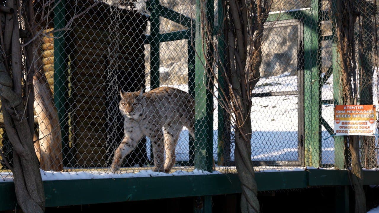 Reguli noi pentru grădinile zoologice: autorizații obligatorii și măsuri sporite de protecție a animalelor