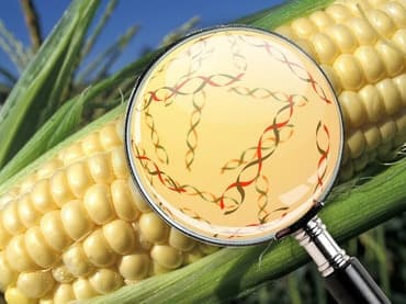 UE simplifică regulile privind organismele modificate genetic