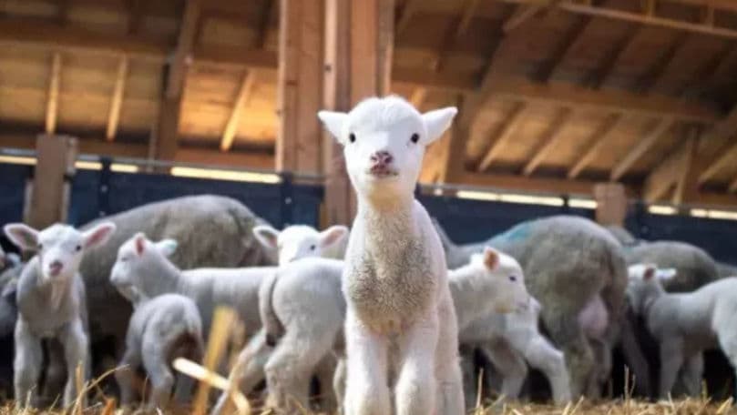 Noi reguli pentru importul de ovine și caprine
