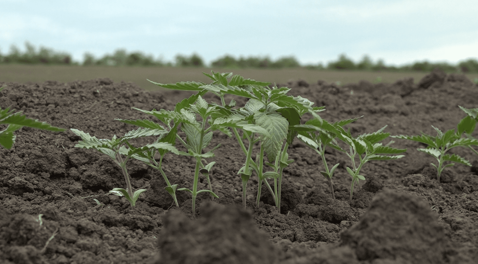 Noi oportunități pentru producătorii de cânepă industrială din Moldova