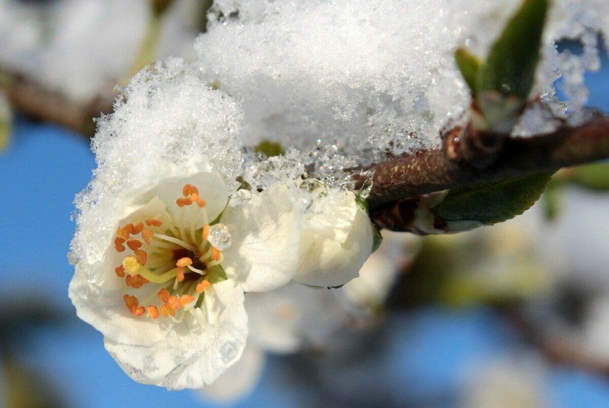 Horticultorii din Nord sunt în alertă din cauza înghețurilor