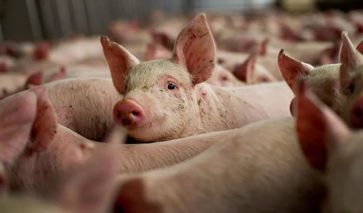 Focar de pestă porcină africană și cazuri de rabie, înregistrate în mai multe raioane