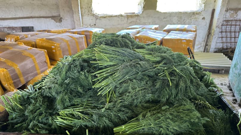 Agenția Națională pentru Siguranța Alimentelor a distrus 10 tone de mărar de import contaminate cu pesticide