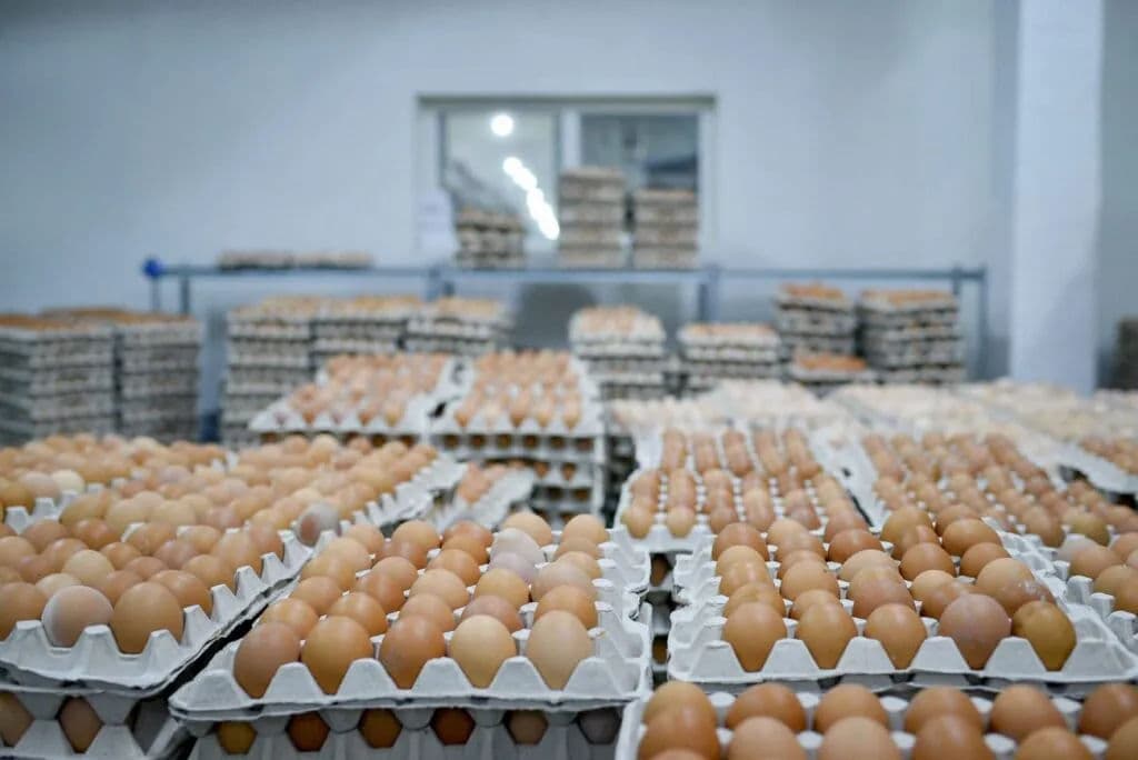 Republica Moldova va exporta ouă pentru incubare în Ucraina