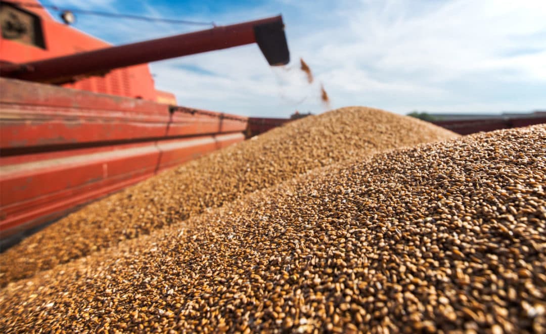 Producția mondială de cereale crește