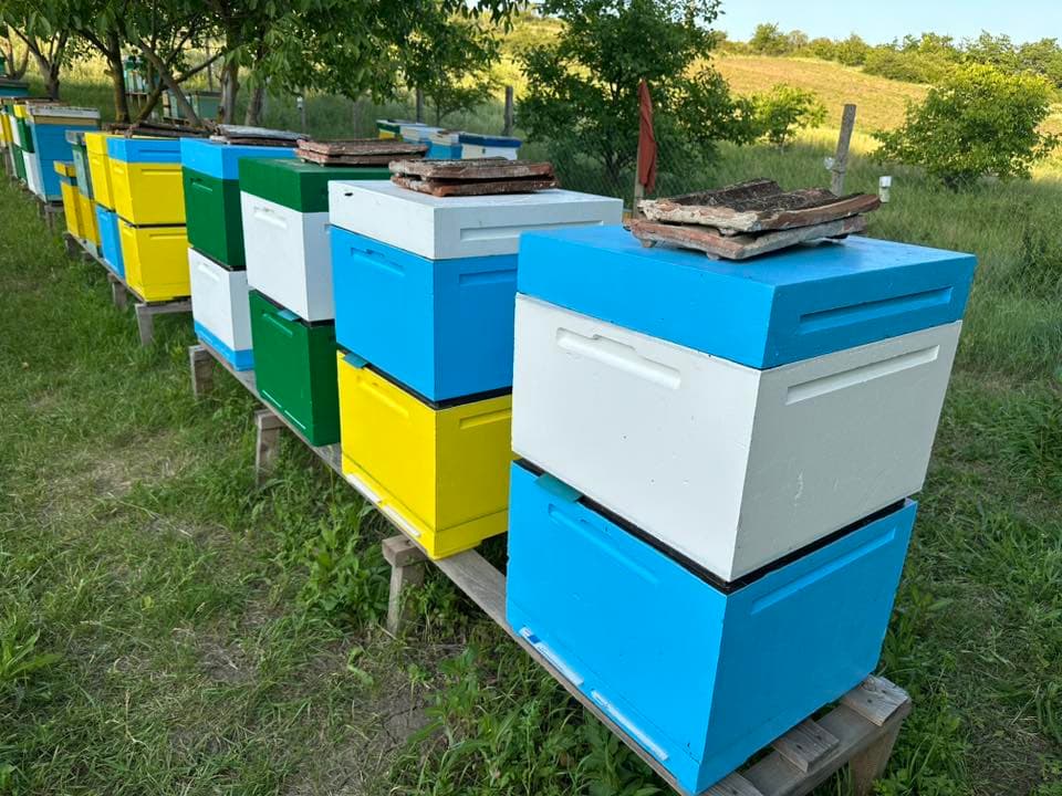 Începe sezonul recoltării mierii de floarea-soarelui