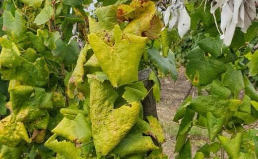 Focare de dăunători, în plantațiile viticole