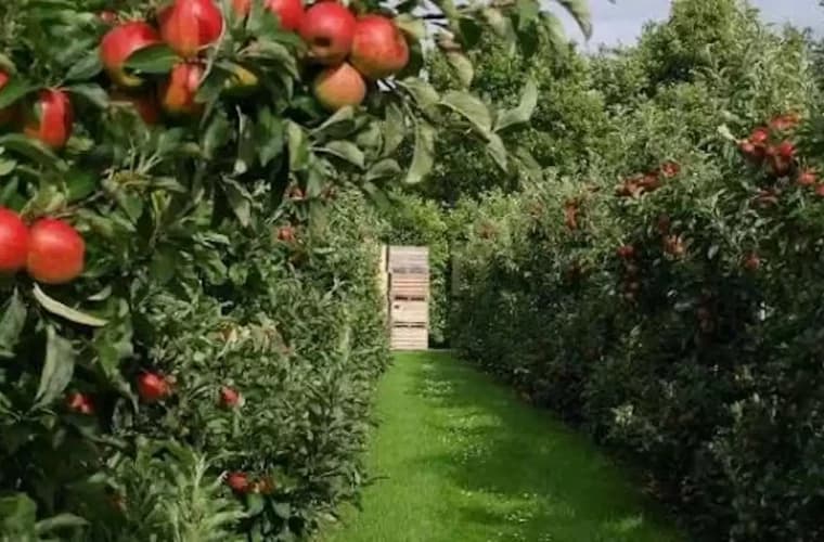 Guvernul modifică Legea horticulturii