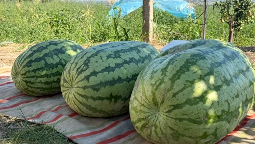 Record la Hagimus: un pepene verde de 74 de kilograme, crescut de un fermier din Căușeni