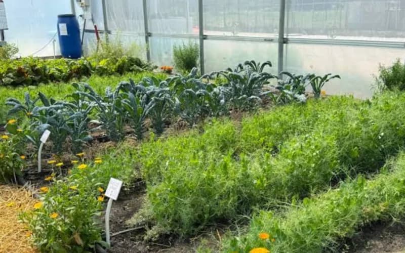 Noi reguli pentru admiterea soiurilor ecologice în Catalogul soiurilor de plante